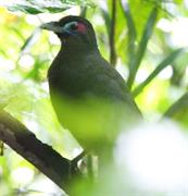 Sumatran Ground Cuckoo