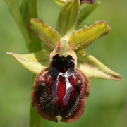 Gargano National Park, Italy
