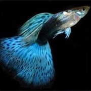 Guppy