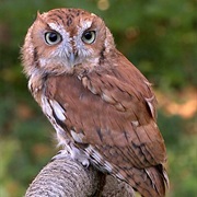 Other Owl