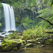 Walk in a Rainforest