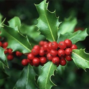 Holly