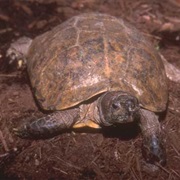 Arakan Forest Turtle