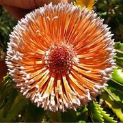 Watheroo National Park (WA)