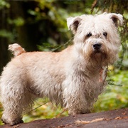 Glen of Imaal Terrier