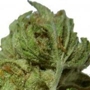 Super Sour Lemon Haze