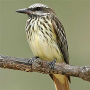 Sulphur-Bellied Flycatcher