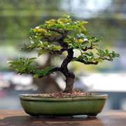 Cut a Bonsai