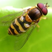 Hoverfly