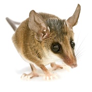 Emilia's Gracile Opossum