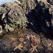 Maine's Tide Pools