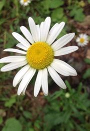 Uprooting Racism: How White People Can Work for Racial Justice (Paul Kivel)