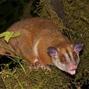 Brown-Eared Woolly Opossum