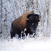 Wild Bison, AB