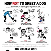 Greet a New Dog