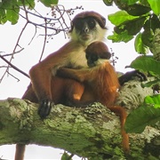 Bouvier's Red Colobus (Possibly Extinct)