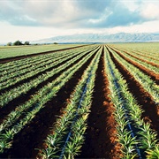 Pinapple Fields, Lanai