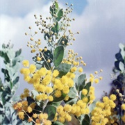 Acacia Podalyriifolia Tree