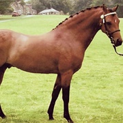 British Riding Pony