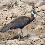 White-Shouldered Ibis