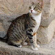 Cyprus Cat