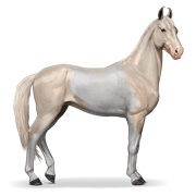 Marwari - Cremello Tobiano