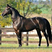 Standardbred