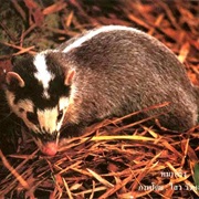 Burmese Ferret-Badger