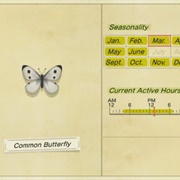 Common Butterfly