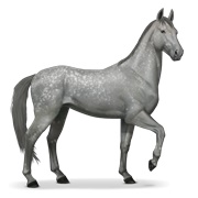 Akhal-Teke - Dapple Gray
