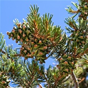 Parry Pinyon (Pinus Quadrifolia)
