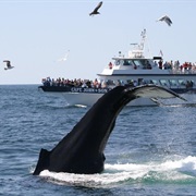 Go Whale Watching. It Helps Communities Value Their Conservation.