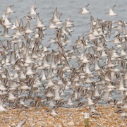 Chichester and Langstone Harbours, England