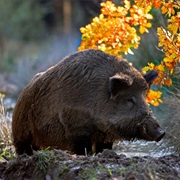 Ardennes Regional Park, France