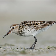 White-Rumped Sandpiper
