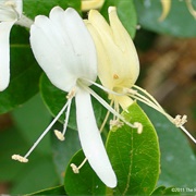 Get the Sweet Stuff Out of the Honey Suckle