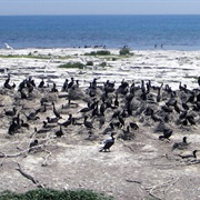 Gravel Island National Wildlife Refuge