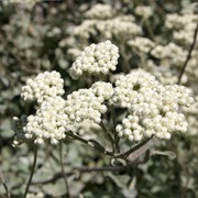 Licorice-Plant (Helichrysum Petiolare)