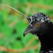 Horned Screamer