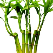 Bamboo