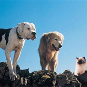 Homeward Bound: The Incredible Journey