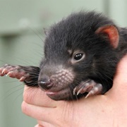 Tasmanian Devil