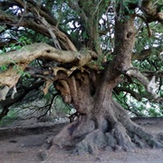 Olivastri Millenari Di Santo Baltolu, Sardinia