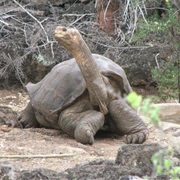 Pinta Island Tortoise