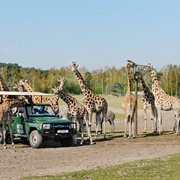 Safaripark Beekse Bergen, Hilvarenbeek, Netherlands