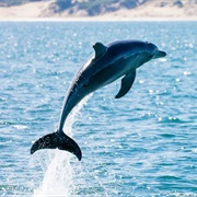 See Wild Dolphins