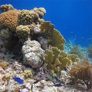 Bonaire Reefs