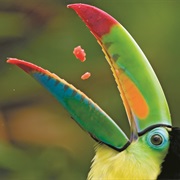 Bird Watching in the Tropics