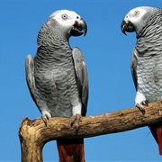 Imitate Nature Sounds