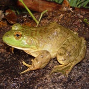 American Bullfrog